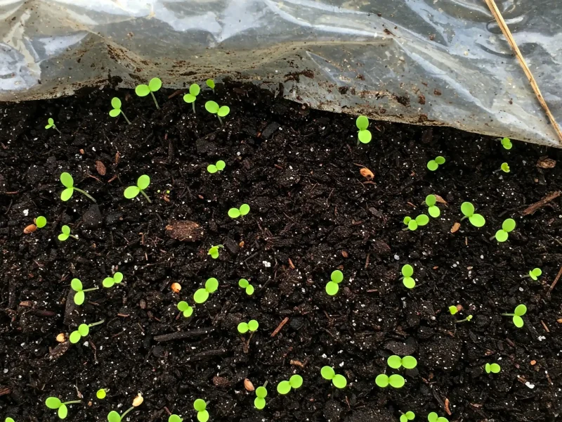 green-packaging.jpg